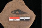 Foto (Detailansicht) von Pinus laricio Poiret (NHMW-GEO-2024-0188-0233)